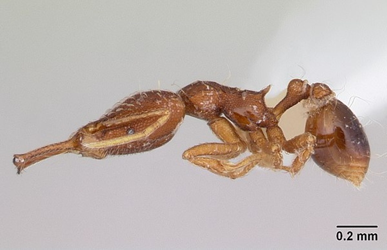 Strumigenys elongata © April Nobile