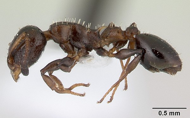 Nesomyrmex echinatinodis © Erin Prado
