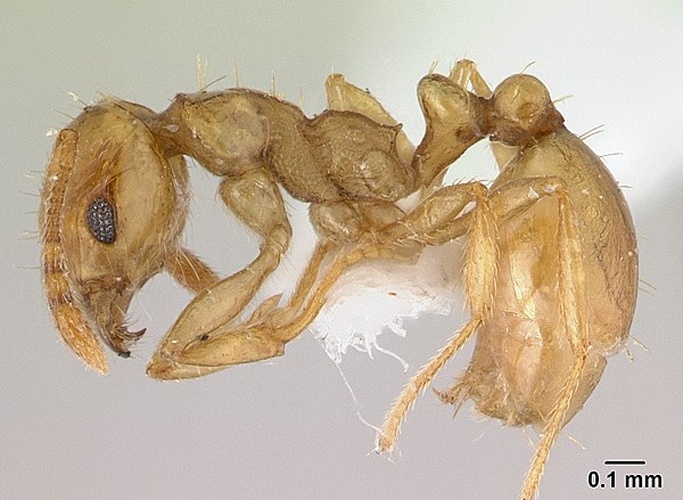 Ochetomyrmex semipolitus © Erin Prado