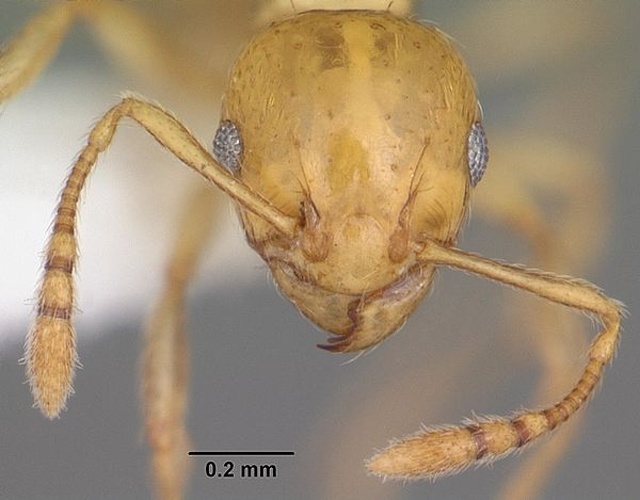 Ochetomyrmex neopolitus © April Nobile