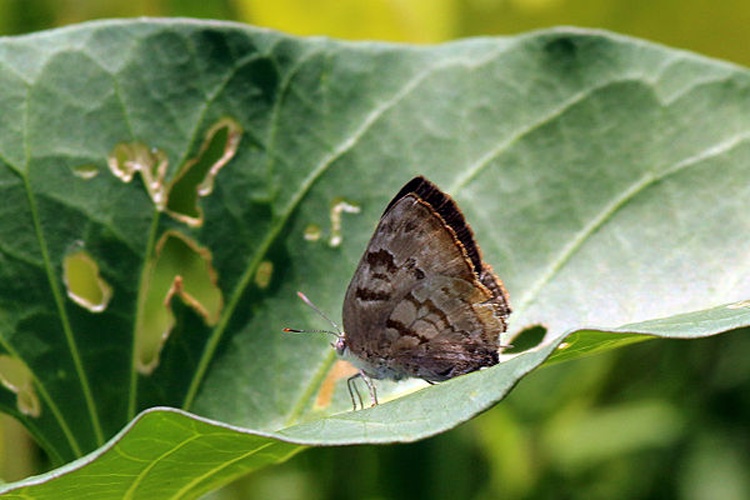 Rekoa palegon © <bdi>Charles J Sharp
</bdi>