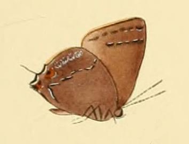 Rekoa stagira © <bdi><a href="https://en.wikipedia.org/wiki/en:William_Chapman_Hewitson" class="extiw" title="w:en:William Chapman Hewitson">William Chapman Hewitson</a>
</bdi>