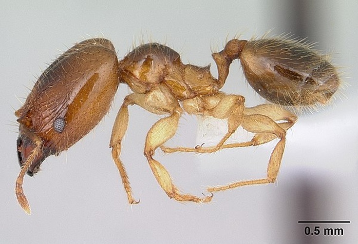 Pheidole subarmata &copy; April Nobile