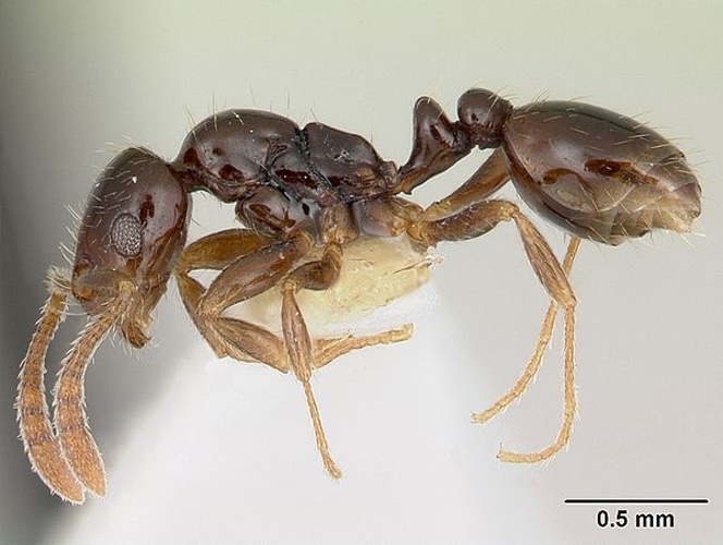 Megalomyrmex drifti © April Nobile