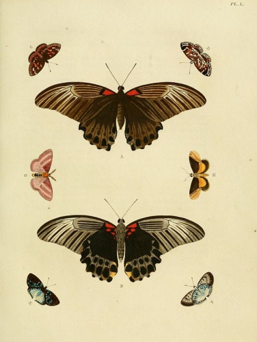 Menander hebrus &copy; <a href="https://en.wikipedia.org/wiki/Pieter_Cramer" class="extiw" title="en:Pieter Cramer">Pieter Cramer</a>  (1721 - 1776) and <a href="https://en.wikipedia.org/wiki/Caspar_Stoll" class="extiw" title="en:Caspar Stoll">Caspar Stoll</a>  (between  1725 and 1730 - 1791)