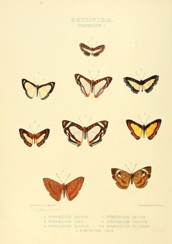 Nymphidium baeotia &copy; <bdi><a href="https://en.wikipedia.org/wiki/en:William_Chapman_Hewitson" class="extiw" title="w:en:William Chapman Hewitson">William Chapman Hewitson</a>
</bdi>