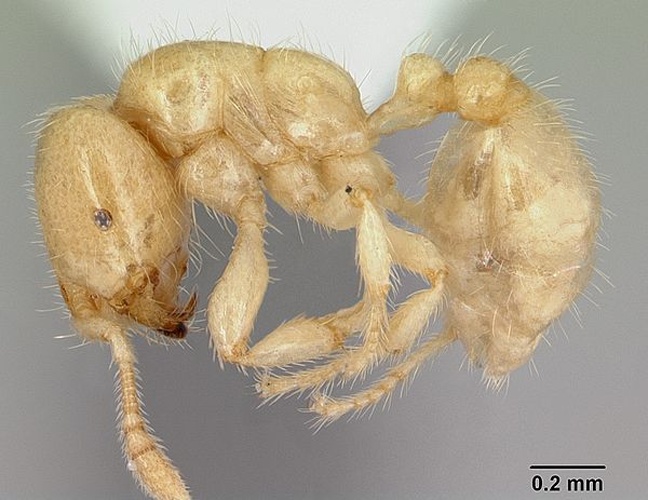 Tranopelta gilva &copy; April Nobile