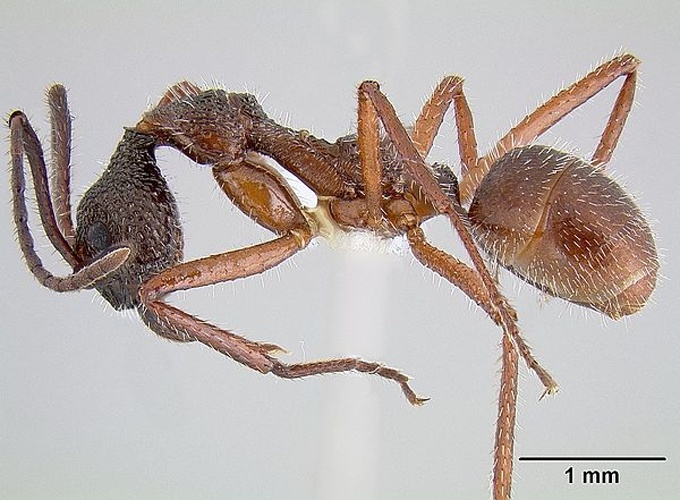 Dolichoderus attelaboides © Michael Branstetter