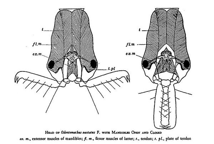 Odontomachus hastatus © W M Wheeler
