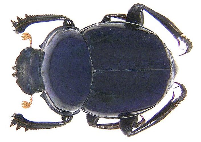 Canthon smaragdulus &copy; <a rel="nofollow" class="external text" href="https://www.flickr.com/people/30703260@N08">Udo Schmidt</a> from Deutschland