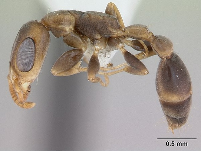 Pseudomyrmex tenuissimus &copy; April Nobile