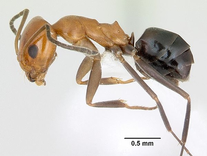 Dorymyrmex pyramicus © April Nobile