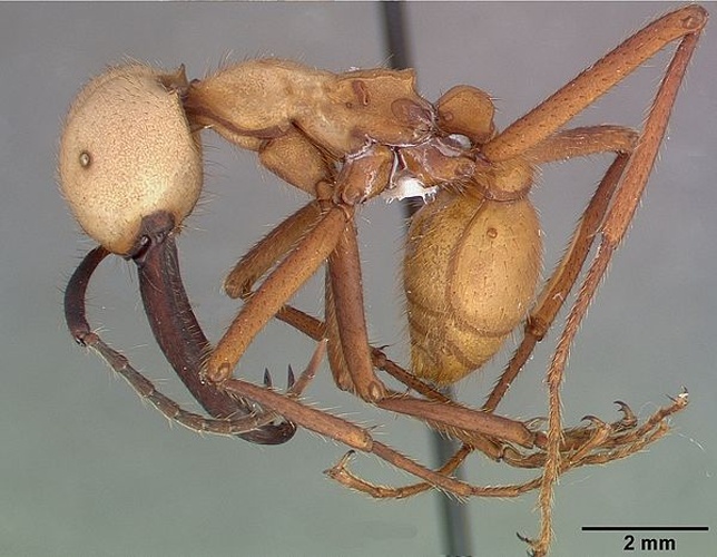 Eciton burchellii © April Nobile