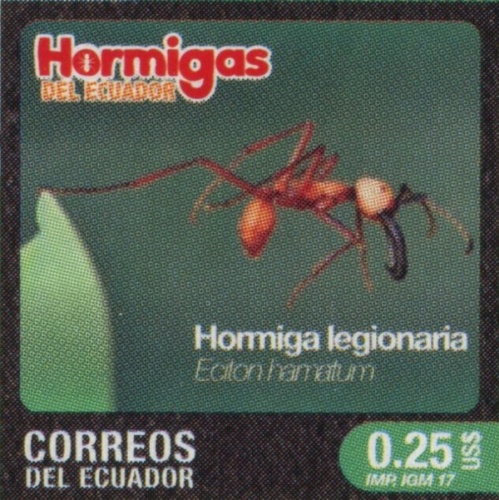 Eciton hamatum &copy; Post of Ecuador