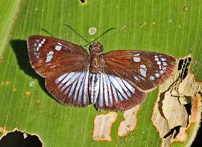 Pythonides jovianus © Jacek Kisielewski