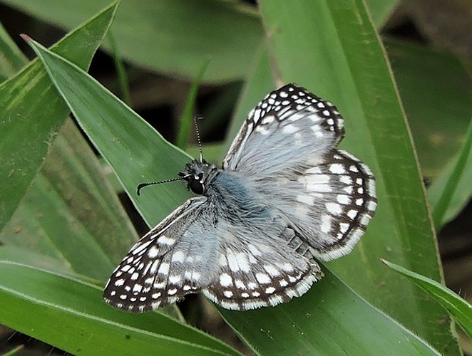 Pyrgus orcus &copy; <a href="//commons.wikimedia.org/w/index.php?title=User:Liberty_turtera&amp;action=edit&amp;redlink=1" class="new" title="User:Liberty turtera (page does not exist)">Liberty turtera</a>