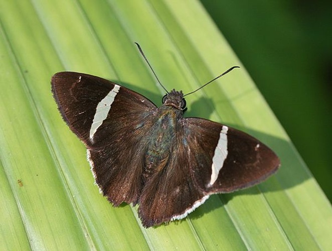 Autochton longipennis © <a rel="nofollow" class="external text" href="https://www.flickr.com/people/30628571@N04">yakovlev.alexey</a> from Moscow, Russia