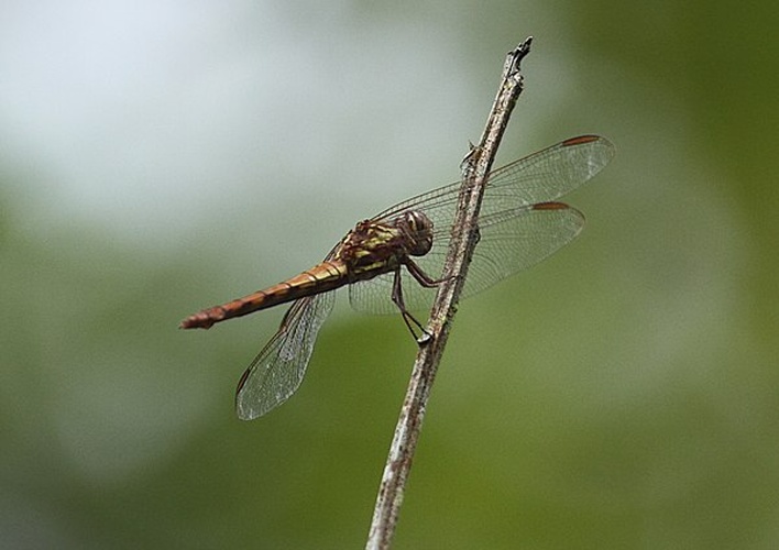 Orthemis aequilibris © <table style="width:100%; border:1px solid #aaa; background:#efd; text-align:center"><tbody><tr>
<td>
<a href="//commons.wikimedia.org/wiki/File:Lanius_pallidirostris.jpg" class="image"><img alt="Lanius pallidirostris.jpg" src="https://upload.wikimedia.org/wikipedia/commons/thumb/a/a2/Lanius_pallidirostris.jpg/55px-Lanius_pallidirostris.jpg" decoding="async" width="55" height="41" srcset="https://upload.wikimedia.org/wikipedia/commons/thumb/a/a2/Lanius_pallidirostris.jpg/83px-Lanius_pallidirostris.jpg 1.5x, https://upload.wikimedia.org/wikipedia/commons/thumb/a/a2/Lanius_pallidirostris.jpg/110px-Lanius_pallidirostris.jpg 2x" data-file-width="800" data-file-height="600"></a>
</td>
<td>This image is created by user <a rel="nofollow" class="external text" href="http://observado.org/user/photos/4836">Bram ter Keurs</a> at <a rel="nofollow" class="external text" href="http://observado.org/">observado.org</a>, a global biodiversity recording project.
</td>
</tr></tbody></table>