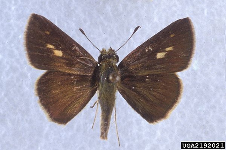 Wallengrenia otho © Charles T. and John R. Bryson, , Bugwood.org