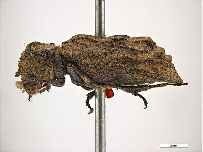 Lichenophanes plicatus &copy; Clare McLellan, Museum Victoria