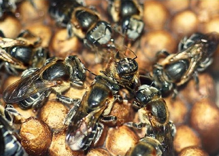 Melipona interrupta © Izaura Bezerra Francini, Carlos Gustavo Nunes-Silva, and Gislene Almeida Carvalho-Zilse