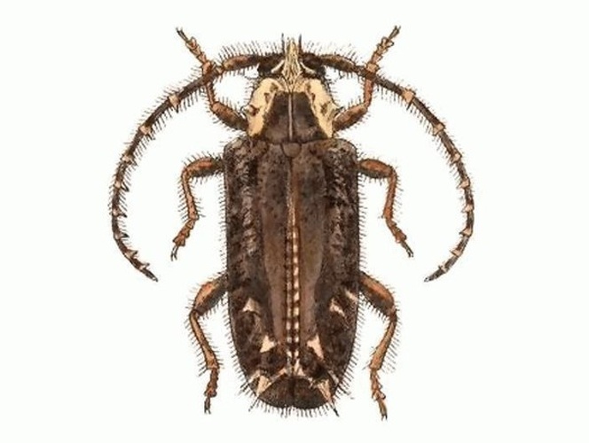 Desmiphora cirrosa &copy; W. Purkiss