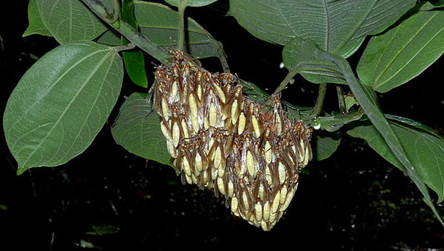 Apoica pallens © <a rel="nofollow" class="external text" href="https://www.flickr.com/people/12589168@N00">Alex Popovkin, Bahia, Brazil</a>