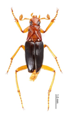 Ivieolus brooksi &copy; <a rel="nofollow" class="external text" href="https://www.flickr.com/people/155674919@N03">Showtaro Kakizoe</a>