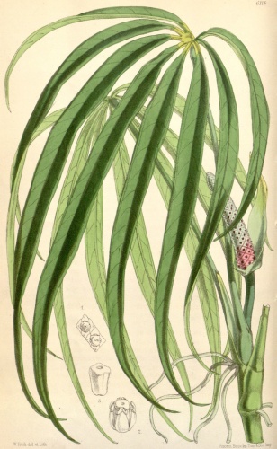 Anthurium pentaphyllum © <a href="https://en.wikipedia.org/wiki/Walter_Hood_Fitch" class="extiw" title="en:Walter Hood Fitch">W. Fitch</a> (d. 1892)