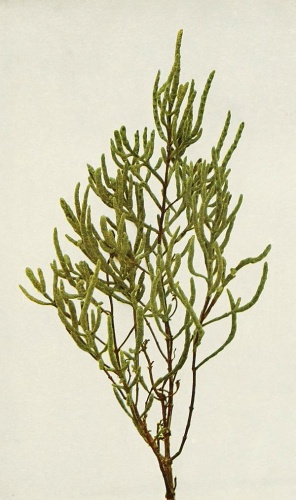 Salicornia depressa © Homer D. House, New York State Botanist.  Walter B. Starr of the Matthews-Northrup Company, Buffalo, and Harold H. Snyder of the Zeese-Wilkinson Company, New York, photographers.