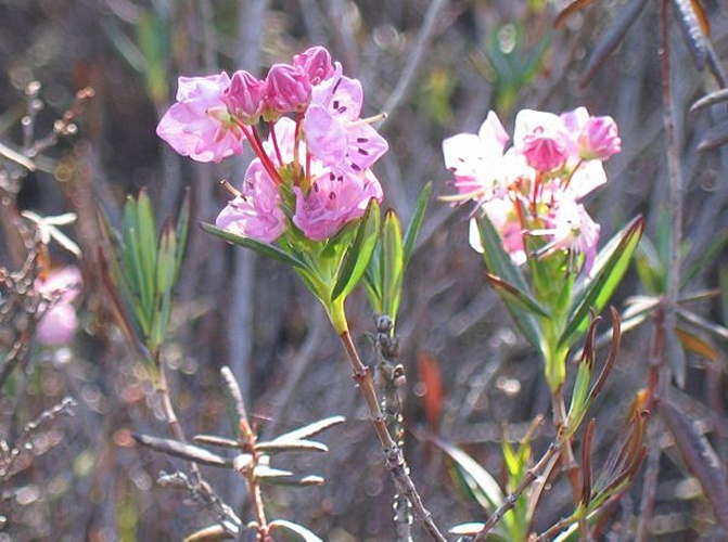 Kalmia polifolia © photo by user <a href="https://en.wikipedia.org/wiki/User:Meggar" class="extiw" title="en:User:Meggar">Meggar</a>