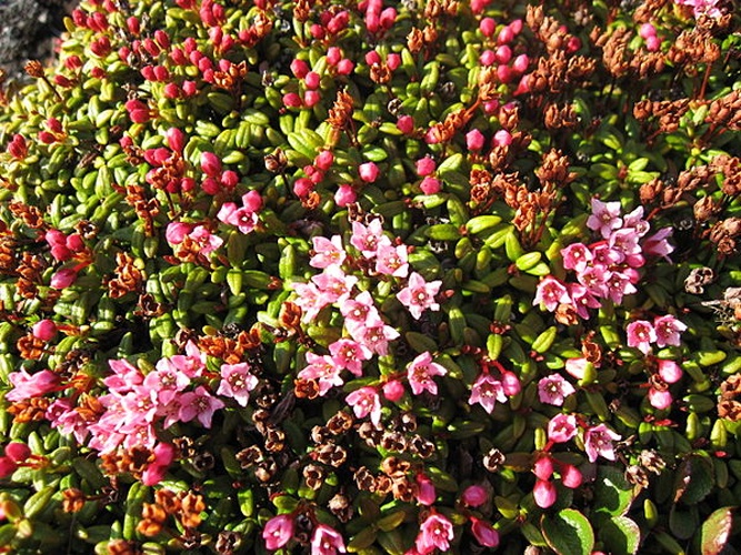 Kalmia procumbens © <a href="//commons.wikimedia.org/wiki/User:Slaunger" title="User:Slaunger">Kim Hansen</a>