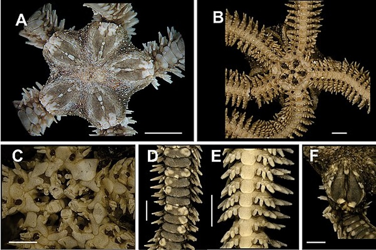 Ophiactis quinqueradia © Gondim AI, Alonso C, Dias TLP, Manso CLC, Christoffersen ML (2013) A taxonomic guide to the brittlestars(Echinodermata, Ophiuroidea) from the State of Paraíba continental shelf, Northeastern Brazil. ZooKeys 307: 45–96. doi: 10.3897/zookeys.307.4673