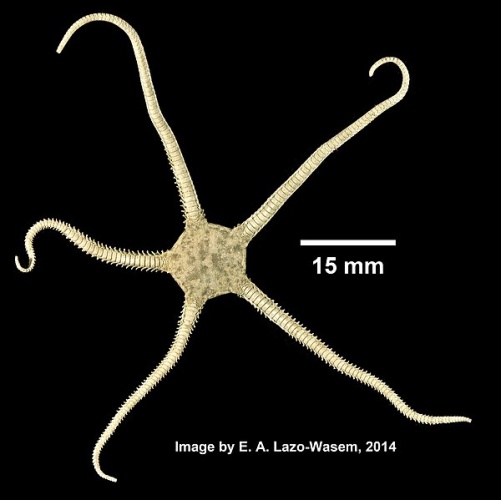 Ophioderma brevicauda © Eric A. Lazo-Wasem  
<dl><dd>Gall L (2019). Invertebrate Zoology Division, Yale Peabody Museum. Yale University Peabody Museum. Occurrence dataset <a rel="nofollow" class="external free" href="https://doi.org/10.15468/0lkr3w">https://doi.org/10.15468/0lkr3w</a> accessed via GBIF.org on 2019-01-10. <a rel="nofollow" class="external free" href="https://www.gbif.org/occurrence/350677856">https://www.gbif.org/occurrence/350677856</a>
</dd></dl>