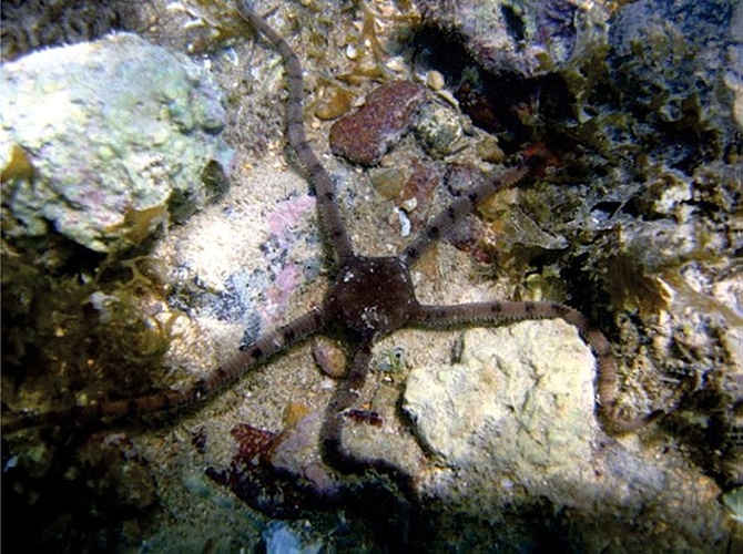 Ophioderma cinerea © Gondim AI, Alonso C, Dias TLP, Manso CLC, Christoffersen ML (2013) A taxonomic guide to the brittlestars(Echinodermata, Ophiuroidea) from the State of Paraíba continental shelf, Northeastern Brazil. ZooKeys 307: 45–96. doi: 10.3897/zookeys.307.4673