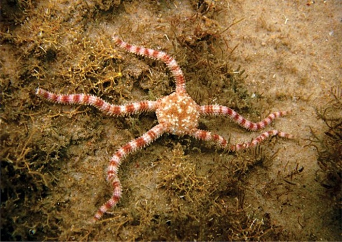 Ophiolepis impressa &copy; Gondim AI, Alonso C, Dias TLP, Manso CLC, Christoffersen ML (2013) A taxonomic guide to the brittlestars(Echinodermata, Ophiuroidea) from the State of Paraíba continental shelf, Northeastern Brazil. ZooKeys 307: 45–96. doi: 10.3897/zookeys.307.4673