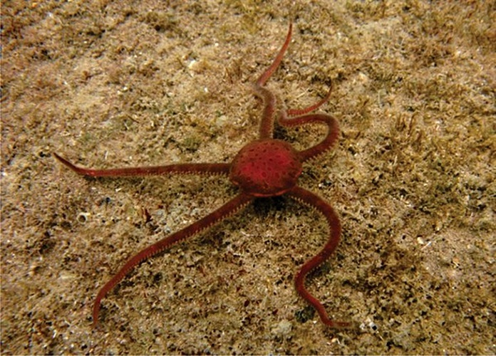 Ophiomyxa flaccida &copy; Gondim AI, Alonso C, Dias TLP, Manso CLC, Christoffersen ML (2013) A taxonomic guide to the brittlestars(Echinodermata, Ophiuroidea) from the State of Paraíba continental shelf, Northeastern Brazil. ZooKeys 307: 45–96. doi: 10.3897/zookeys.307.4673