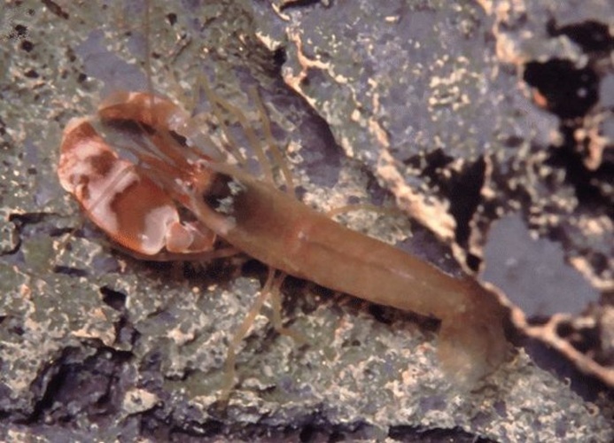 Alpheus amblyonyx © Anker A, Grave S