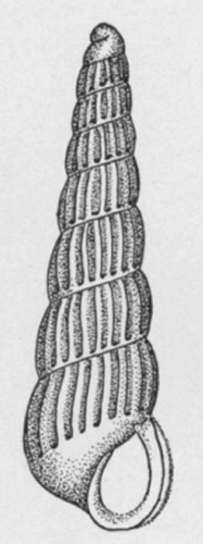 Turbonilla heilprini © J.K. Bush