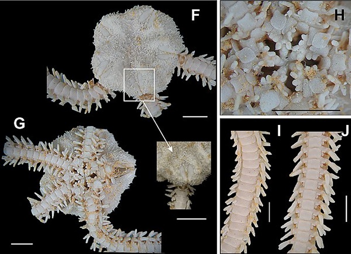 Ophiocnida scabriuscula © Gondim AI, Alonso C, Dias TLP, Manso CLC, Christoffersen ML (2013) A taxonomic guide to the brittlestars(Echinodermata, Ophiuroidea) from the State of Paraíba continental shelf, Northeastern Brazil. ZooKeys 307: 45–96. doi: 10.3897/zookeys.307.4673