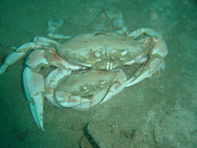 Ovalipes trimaculatus &copy; <a href="//commons.wikimedia.org/wiki/User:Pbsouthwood" title="User:Pbsouthwood">Peter Southwood</a>