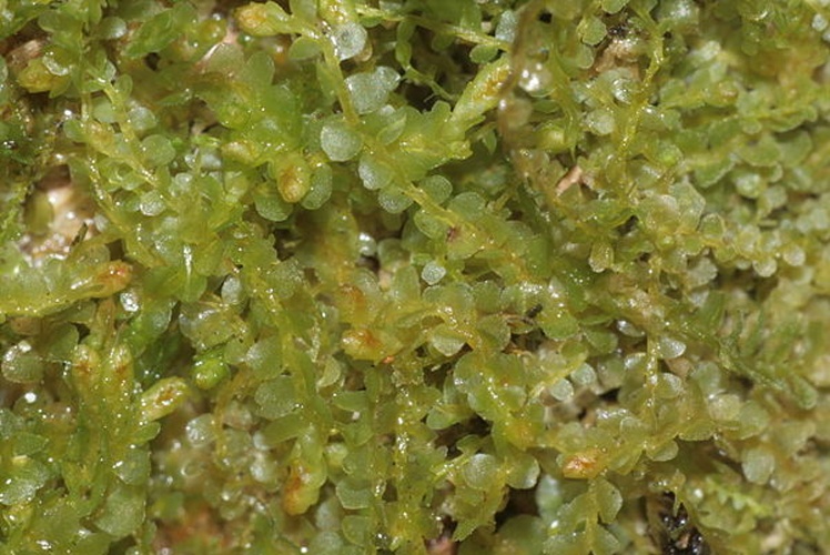 Syzygiella autumnalis © <a href="//commons.wikimedia.org/wiki/User:HermannSchachner" title="User:HermannSchachner">HermannSchachner</a>