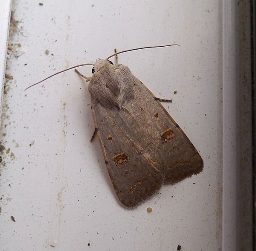 Caradrina proxima © <a rel="nofollow" class="external text" href="https://www.flickr.com/people/43272765@N04">gailhampshire</a> from Cradley, Malvern, U.K