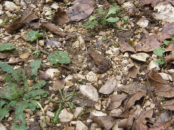 Bufo spinosus &copy; <a href="//commons.wikimedia.org/w/index.php?title=User:Natursicilia&amp;action=edit&amp;redlink=1" class="new" title="User:Natursicilia (page does not exist)">Natursicilia</a>