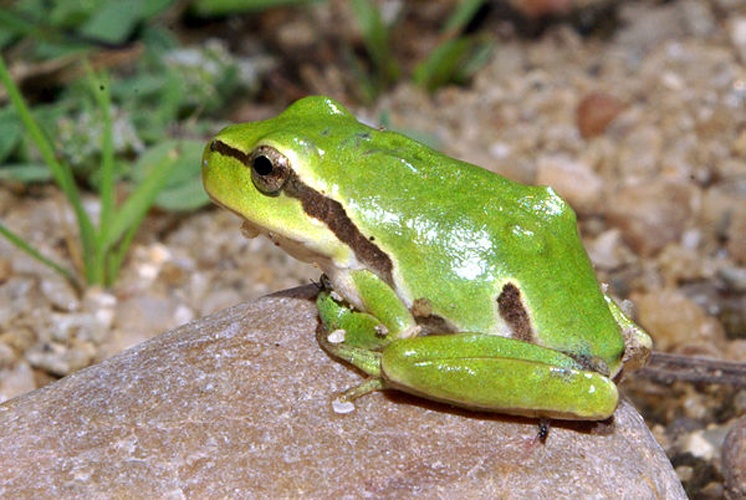 Hyla molleri © <a href="//commons.wikimedia.org/wiki/User:David_Perez" title="User:David Perez">David Perez</a>