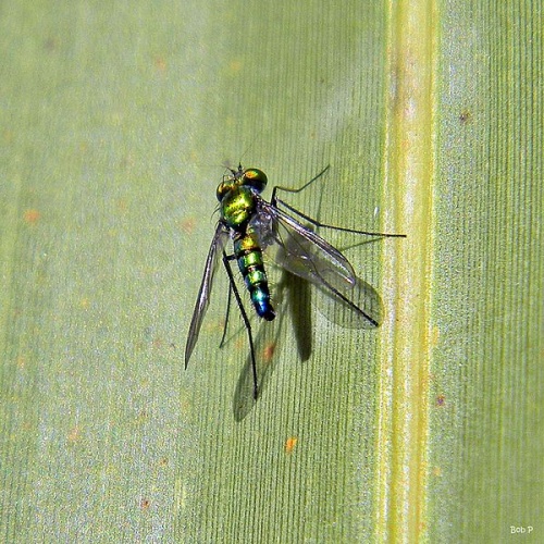 Condylostylus longicornis © <a rel="nofollow" class="external text" href="https://www.flickr.com/people/50152666@N02">Bob Peterson</a> from North Palm Beach, Florida, Planet Earth!