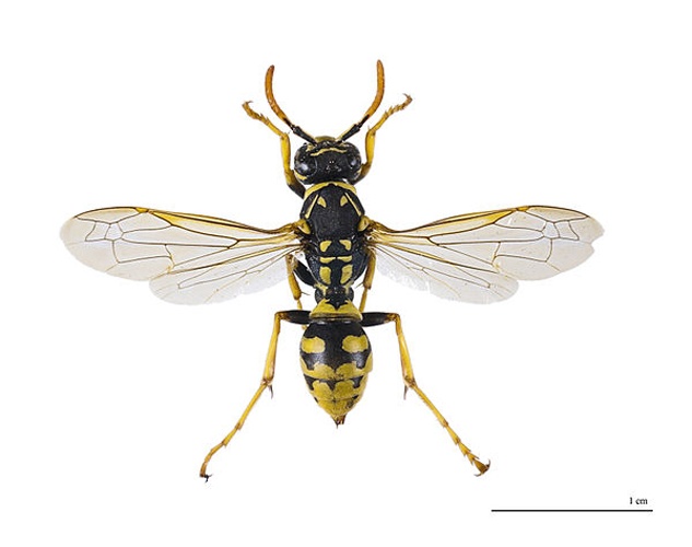 Polistes dominula © <a href="//commons.wikimedia.org/wiki/User:Archaeodontosaurus" title="User:Archaeodontosaurus">Didier Descouens</a>