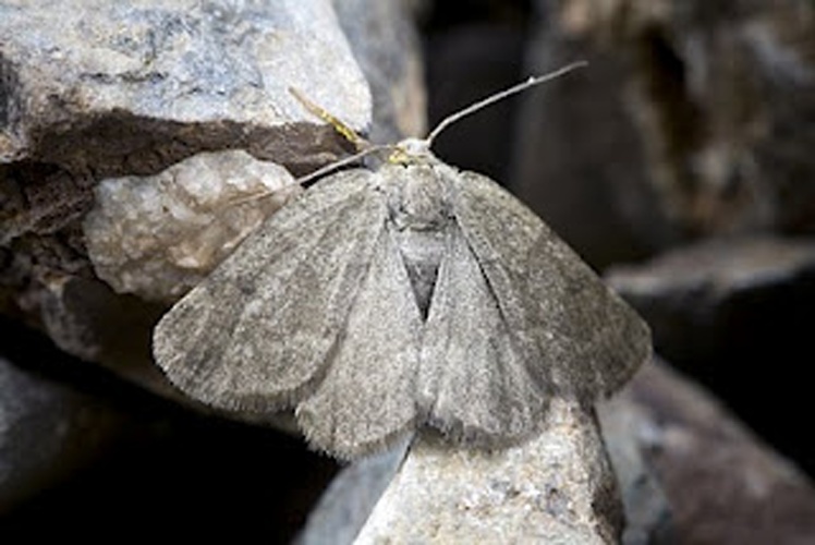 Sciadia septaria &copy; www.invertebradosdehuesca.com