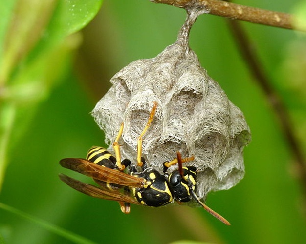 Polistes nimpha © <a href="//commons.wikimedia.org/wiki/User:Lucarelli" title="User:Lucarelli">Lucarelli</a>