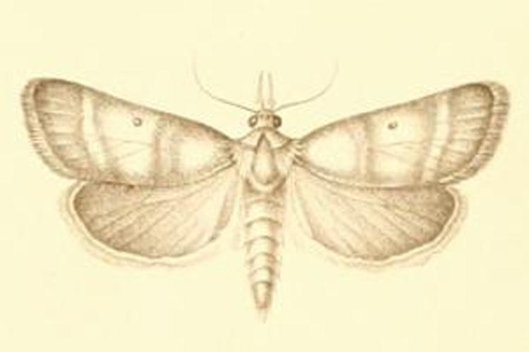 Stemmatophora vulpecalis &copy; 1891
